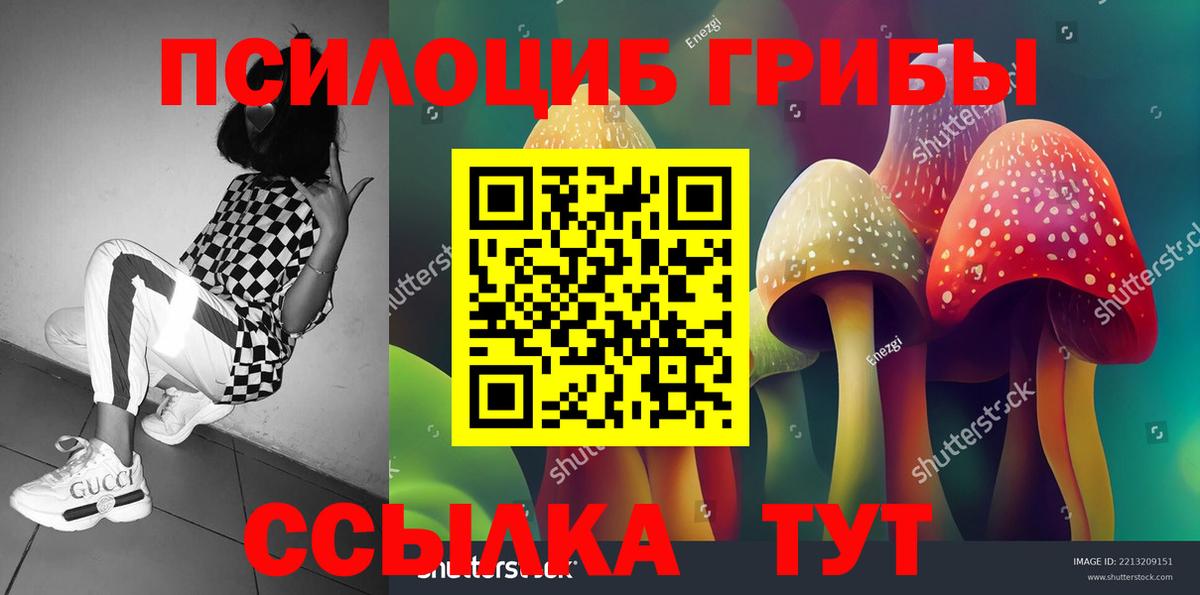 Псилоцибиновые грибы Psilocybe Вышний Волочёк